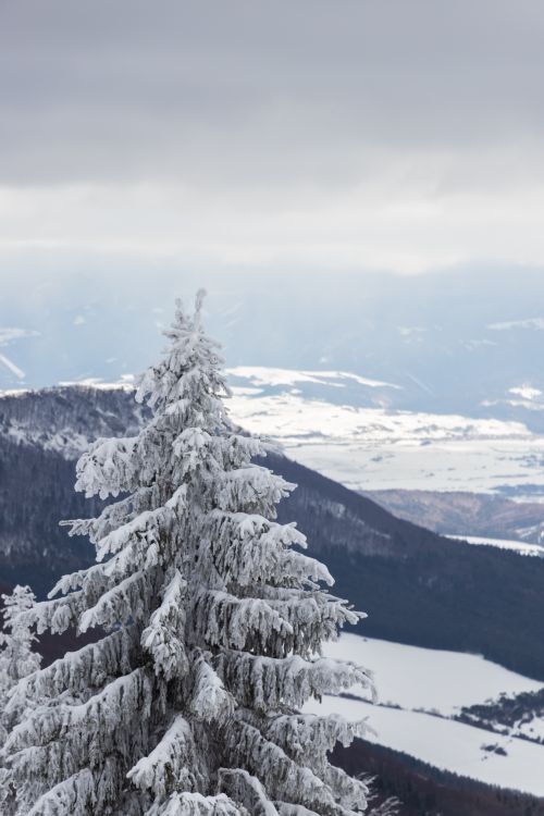Free Breathtaking winter view of frosted pine trees on snowy mountain peak. Stock Photo