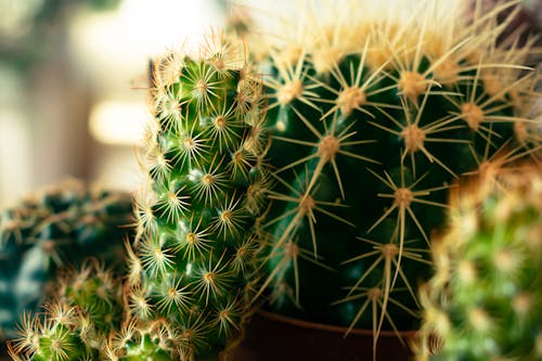 Kostnadsfria Kostnadsfri bild av färsk, kaktus, närbild Stock foto