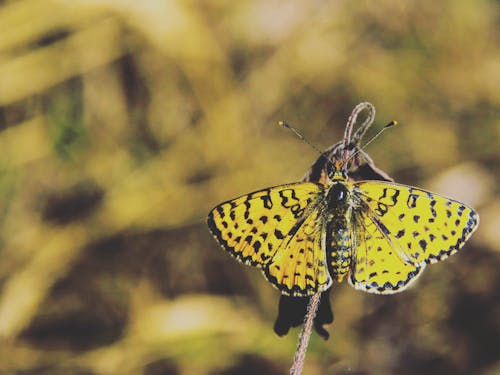 Free Yellow and Black Butterfly Stock Photo