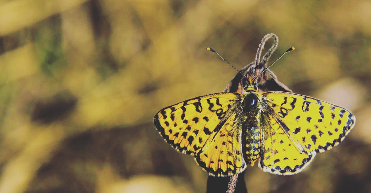 Borboleta Amarela E Preta · Foto profissional gratuita Borboleta Amarela E Preta · Foto profissional gratuita