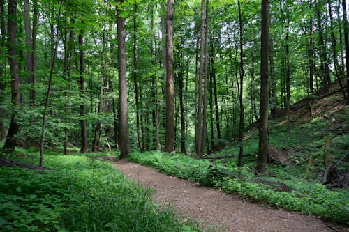 Free stock photo of dark green, daylight, forest