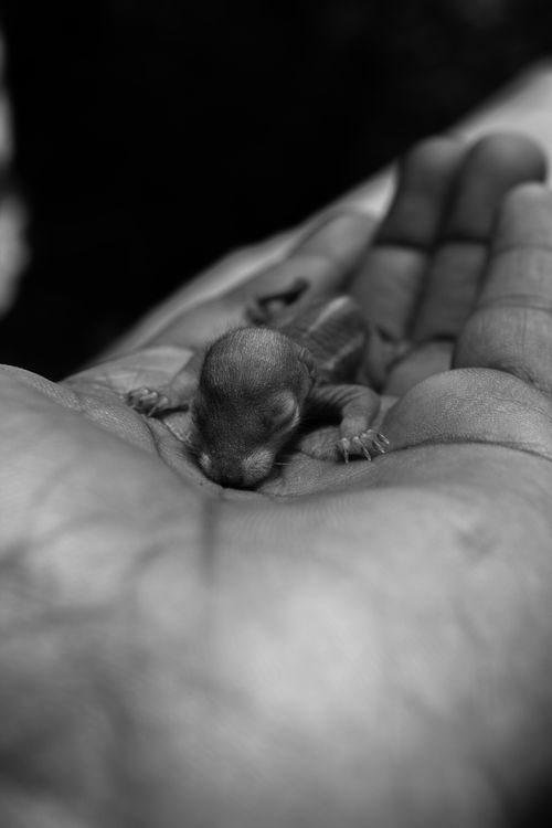 Animals In Hand Close Up of Young Animal in Hand · Free Stock Photo