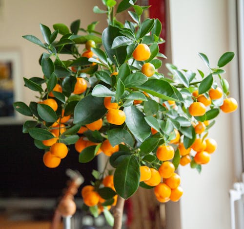 Free Close-Up Shot of Oranges on a Tree Stock Photo