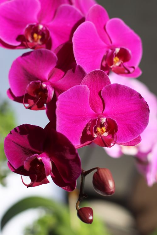 Free Close-up of blooming vibrant pink orchids in sunlight, showcasing floral beauty. Stock Photo