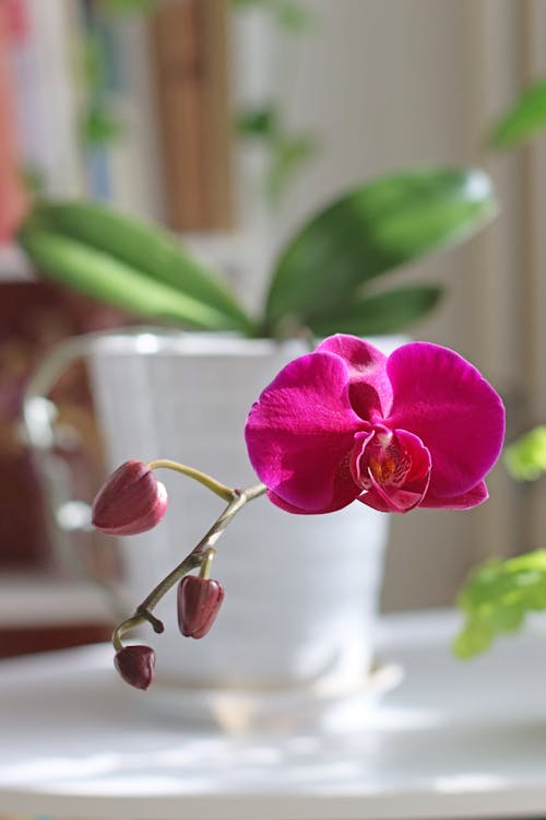 Kostnadsfri bild av blomfotografi, doritaenopsis, flora