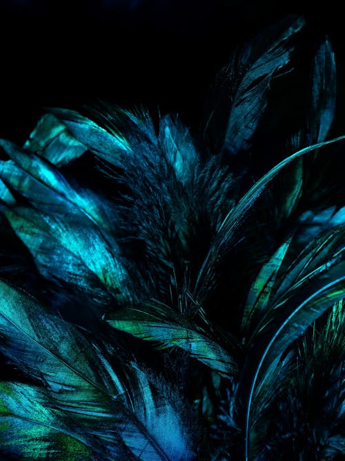 Free Green and Black Feather Illustration Stock Photo