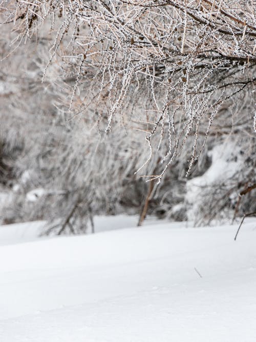 겨울, 눈이 내리는, 눈이 덮여의 무료 스톡 사진