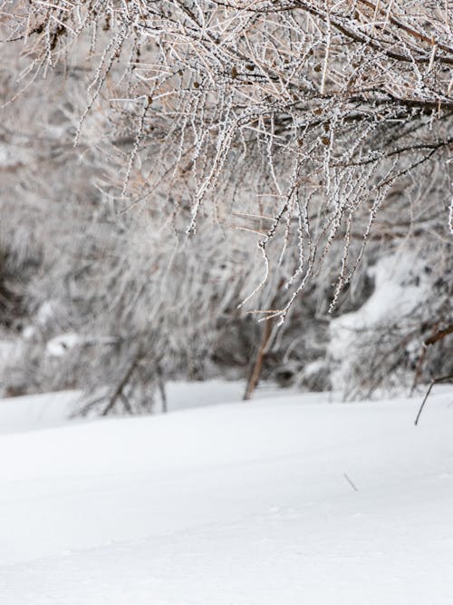 Leafless Trees on Snow Covered Ground