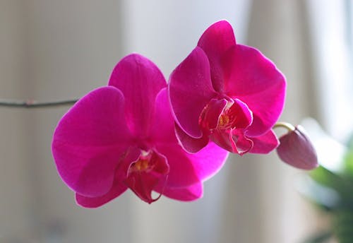 Close-Up Shot of Pink Moth Orchids