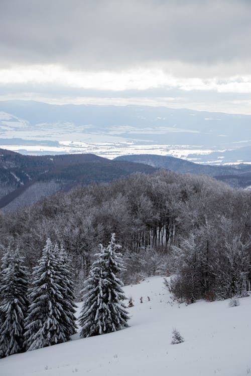 Snow-Covered Trees on a Hill