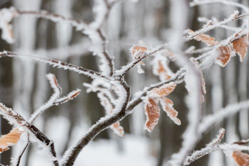 Free Close-up of frosted branches against a blurred winter forest background. Stock Photo