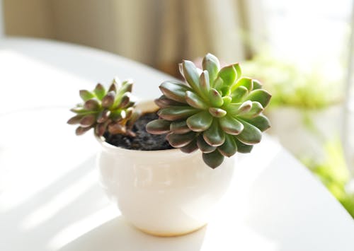 Close-Up Shot of a Succulent Plant