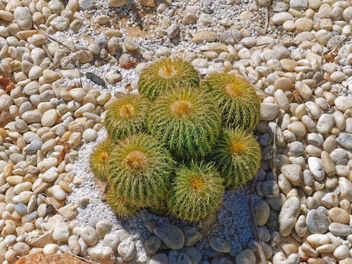 Kostenloses Stock Foto zu cactuses, dürr, felsen