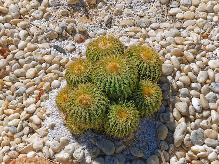 Spikes On Cactuses