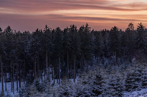 Evergreen Forest in Winter at Dusk