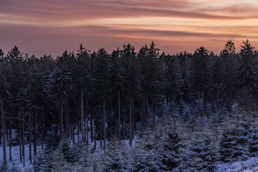 A serene winter forest with evergreen trees under a vibrant twilight sky, covered in snow.