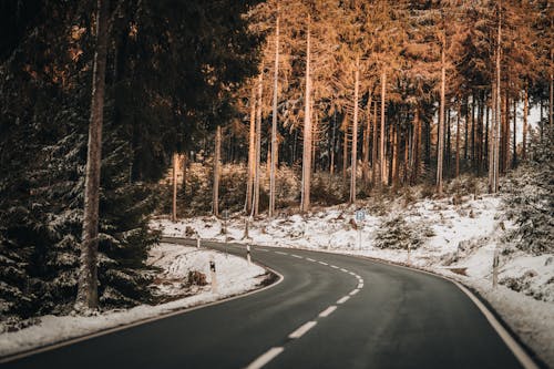 Foto profissional grátis de árvores, coberto de neve, estrada vazia