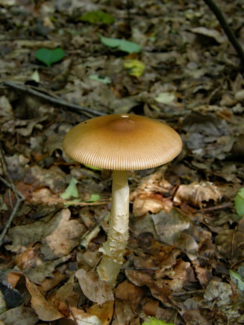 Free Brown forrest fungus Stock Photo