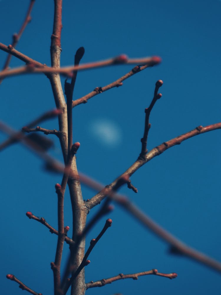 Barren Branches Of A Tree