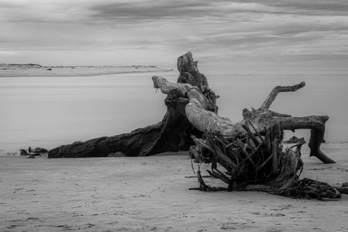 Free Black-and-white image of driftwood on a tranquil Brazilian beach, evoking solitude. Stock Photo
