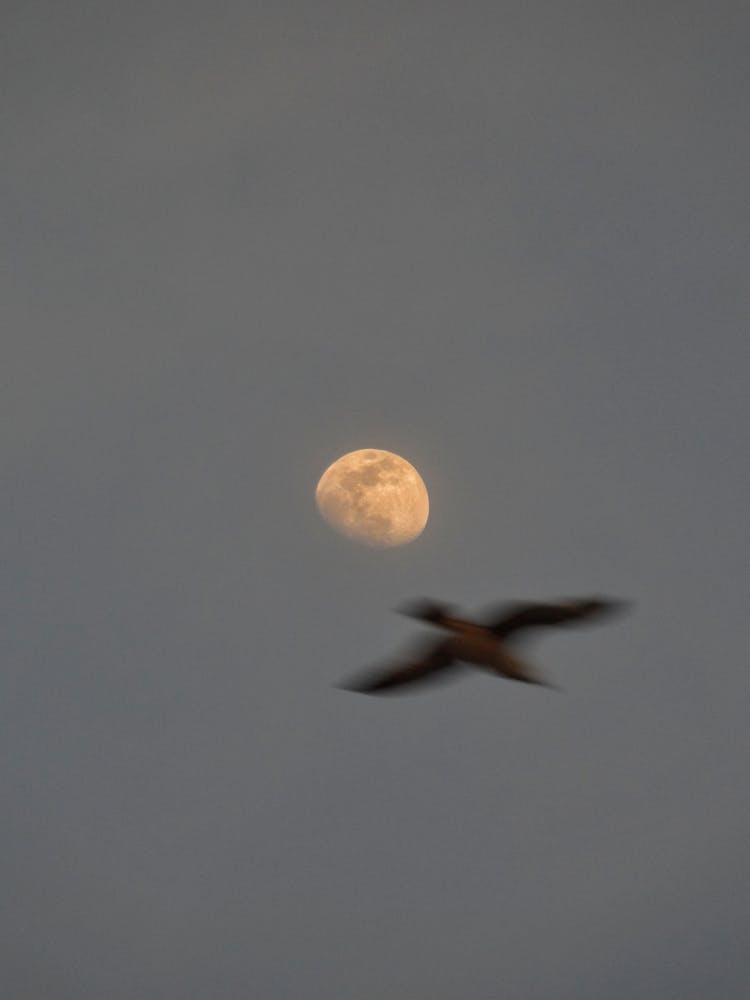 Moon At Evening Sky