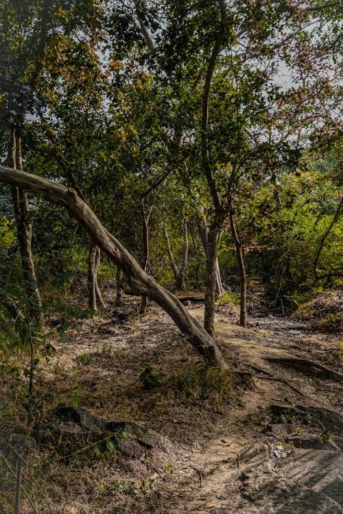 Immagine gratuita di alberi alti, alberi verdi, ambiente