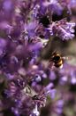Purple Flower With Black and Yellow Bee