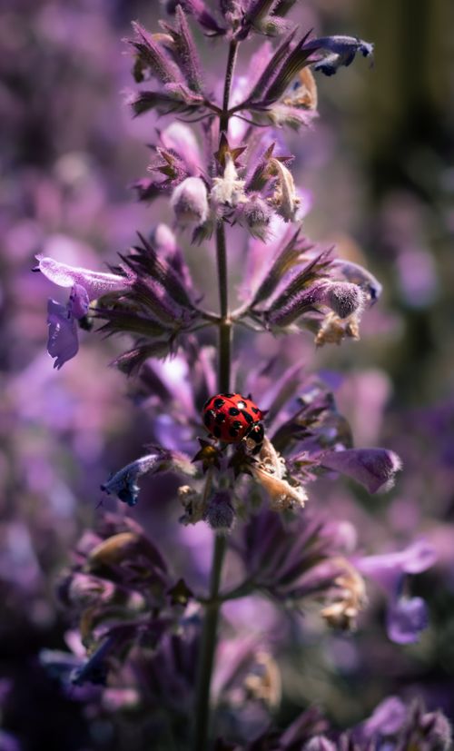 Free Vibrant red ladybird on purple sage blossom in full bloom with natural background. Stock Photo