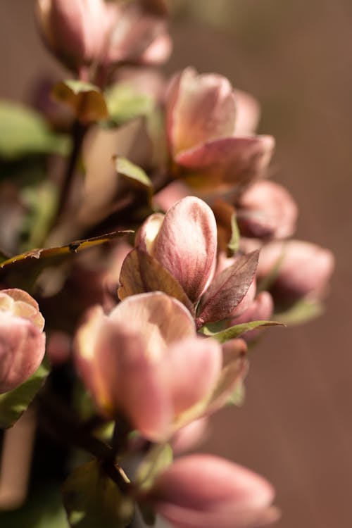 Gratis lagerfoto af blomstermotiv, blomstrende, delikat