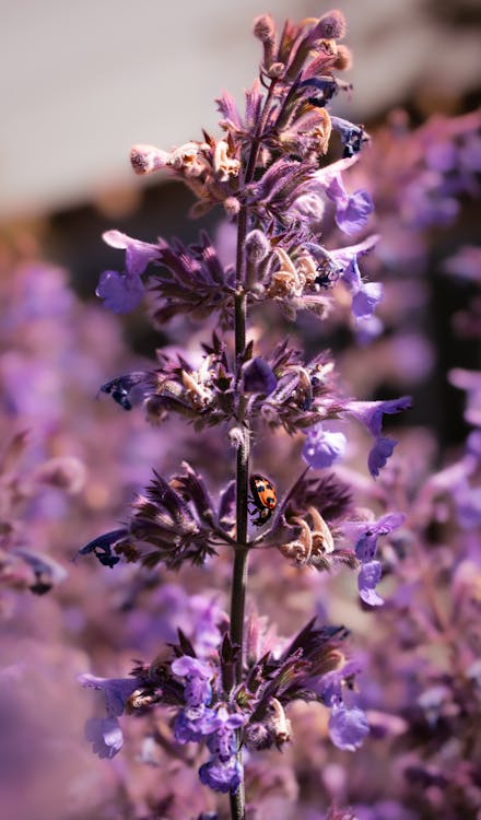 Free Close-up of Catmint Flowers Stock Photo