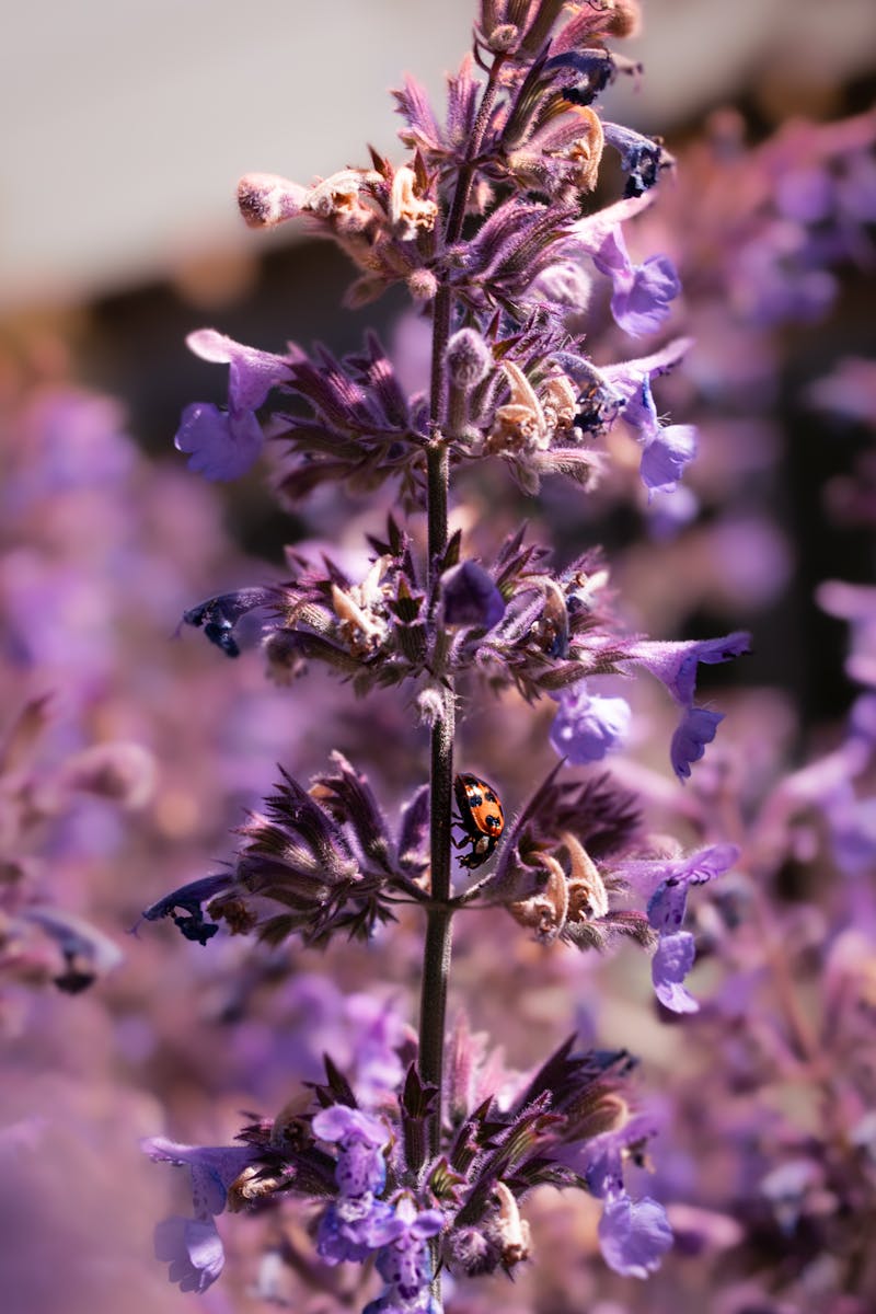Close-up of Catmint Flowers