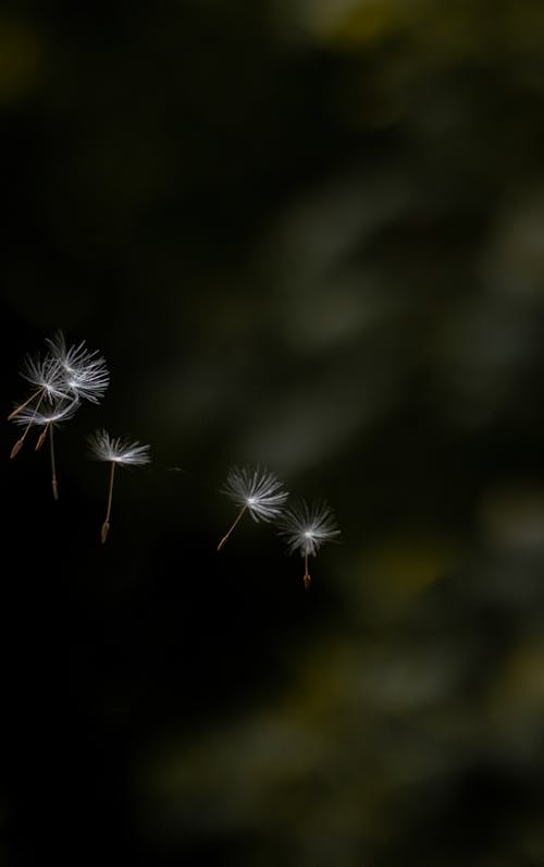 Close-Up Shot of Dandelion Petals