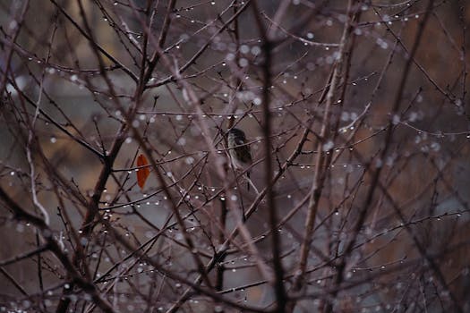 A small bird perched on leafless branches covered with water droplets after rain.