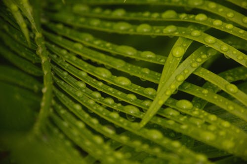 무료 녹색, 무성한 단풍, 빗방울의 무료 스톡 사진