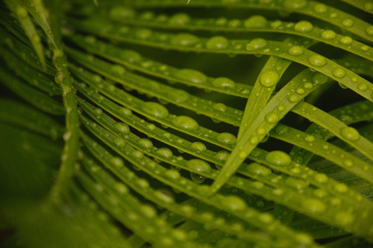 Closeup Of A Wet Palm Leaf