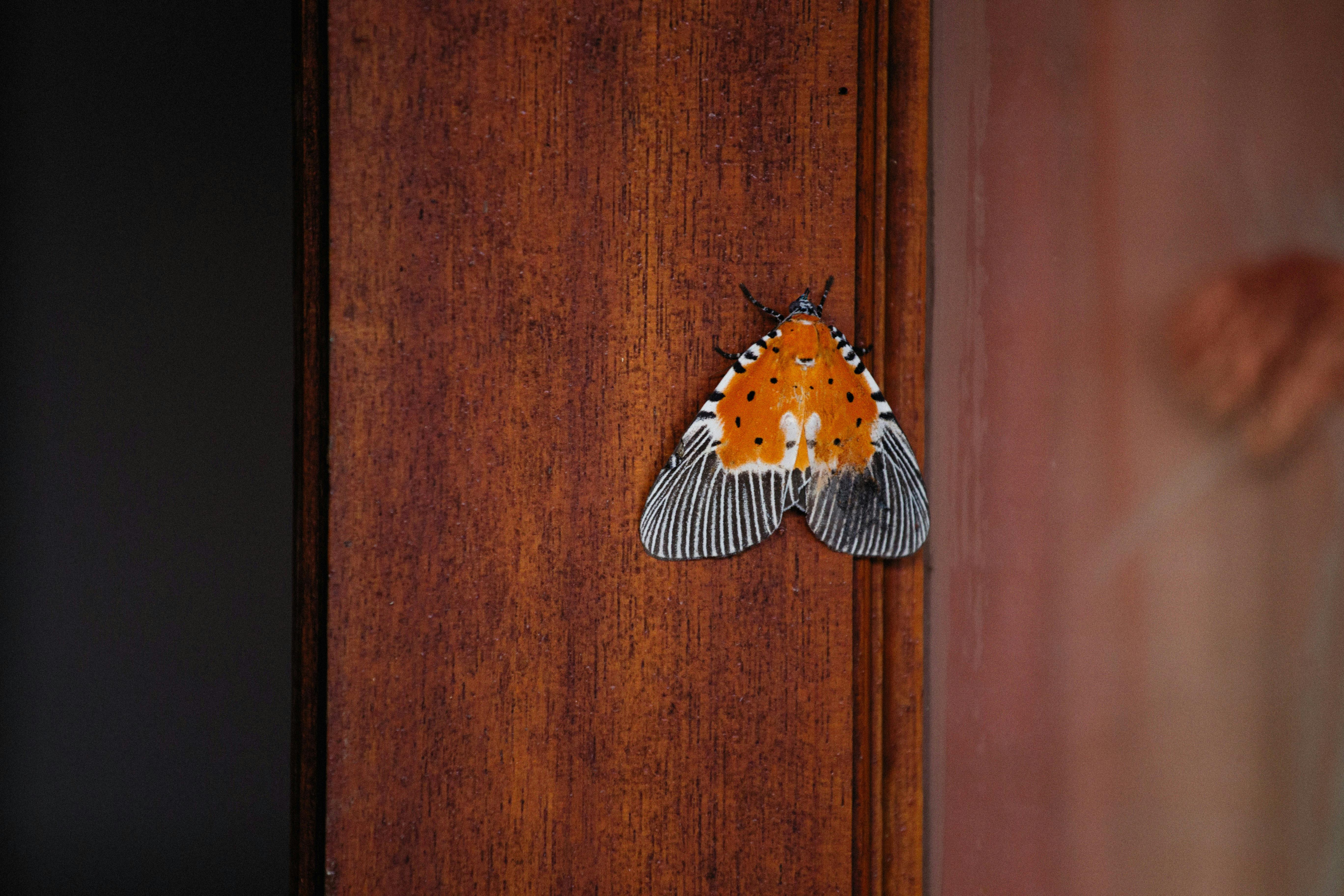 Emergency Moth Control in Brookhaven, Georgia: What to Do Right Now 2 Moth infestation in a pantry