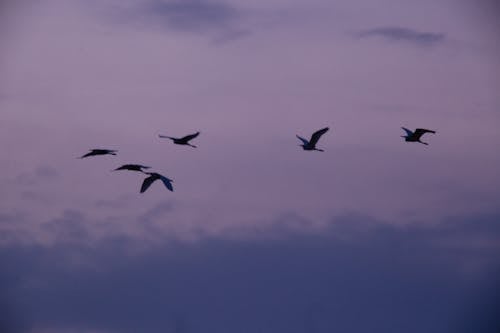 Free Flock of Birds Flying in an Evening Sky  Stock Photo