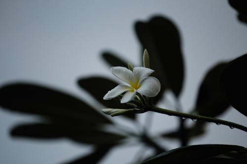 Kostenloses Stock Foto zu blüte, blütenblätter, flora