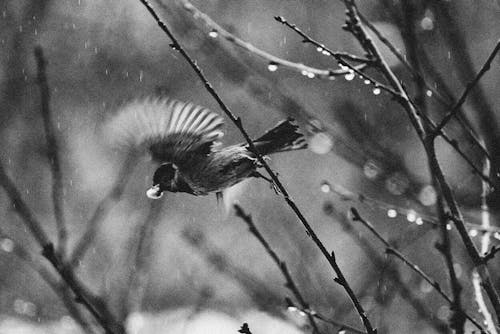 Grayscale Photo of a Bird Flying