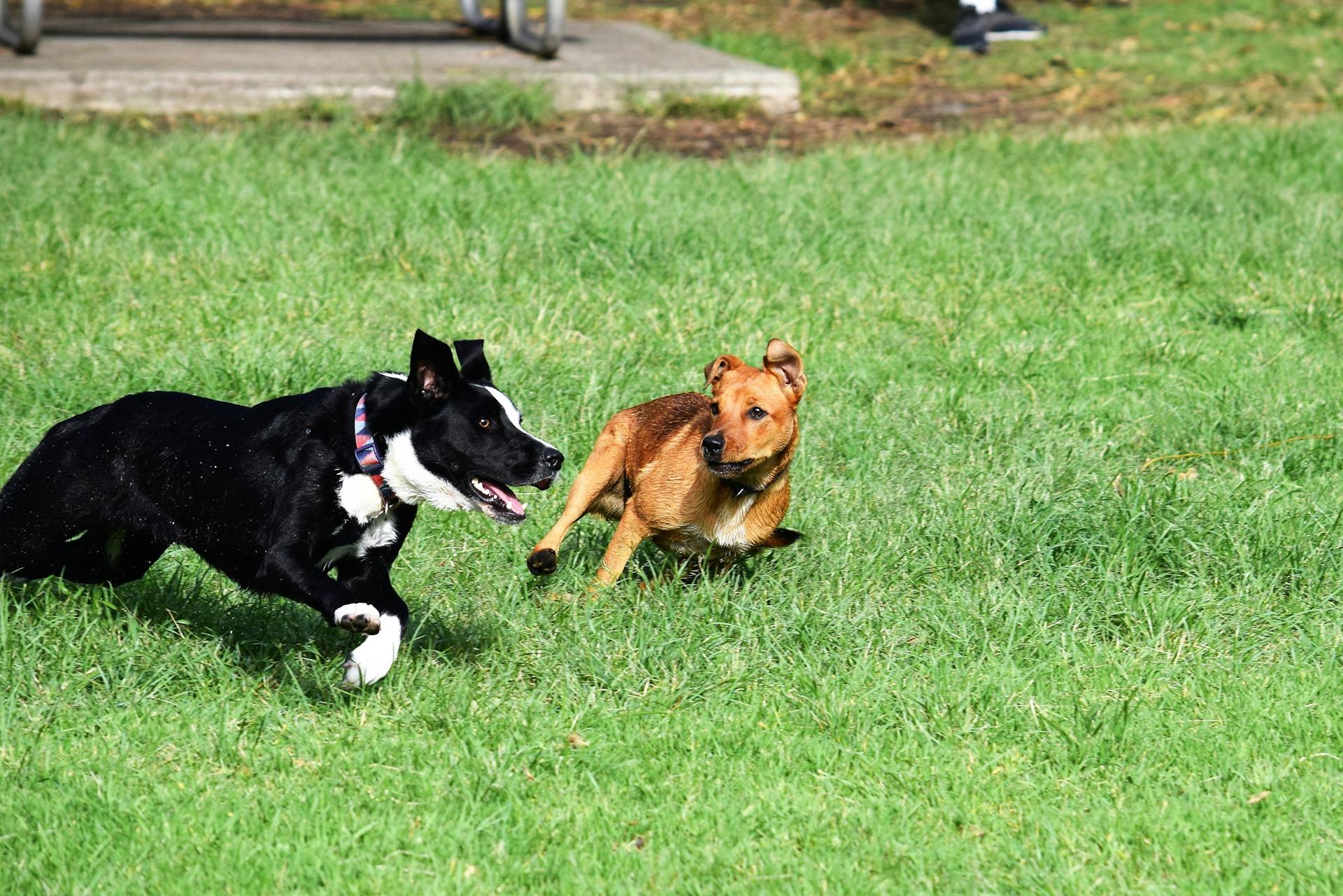 Dogs Playing in the Field