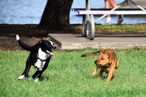 Free stock photo of australian, australian dog, chasing