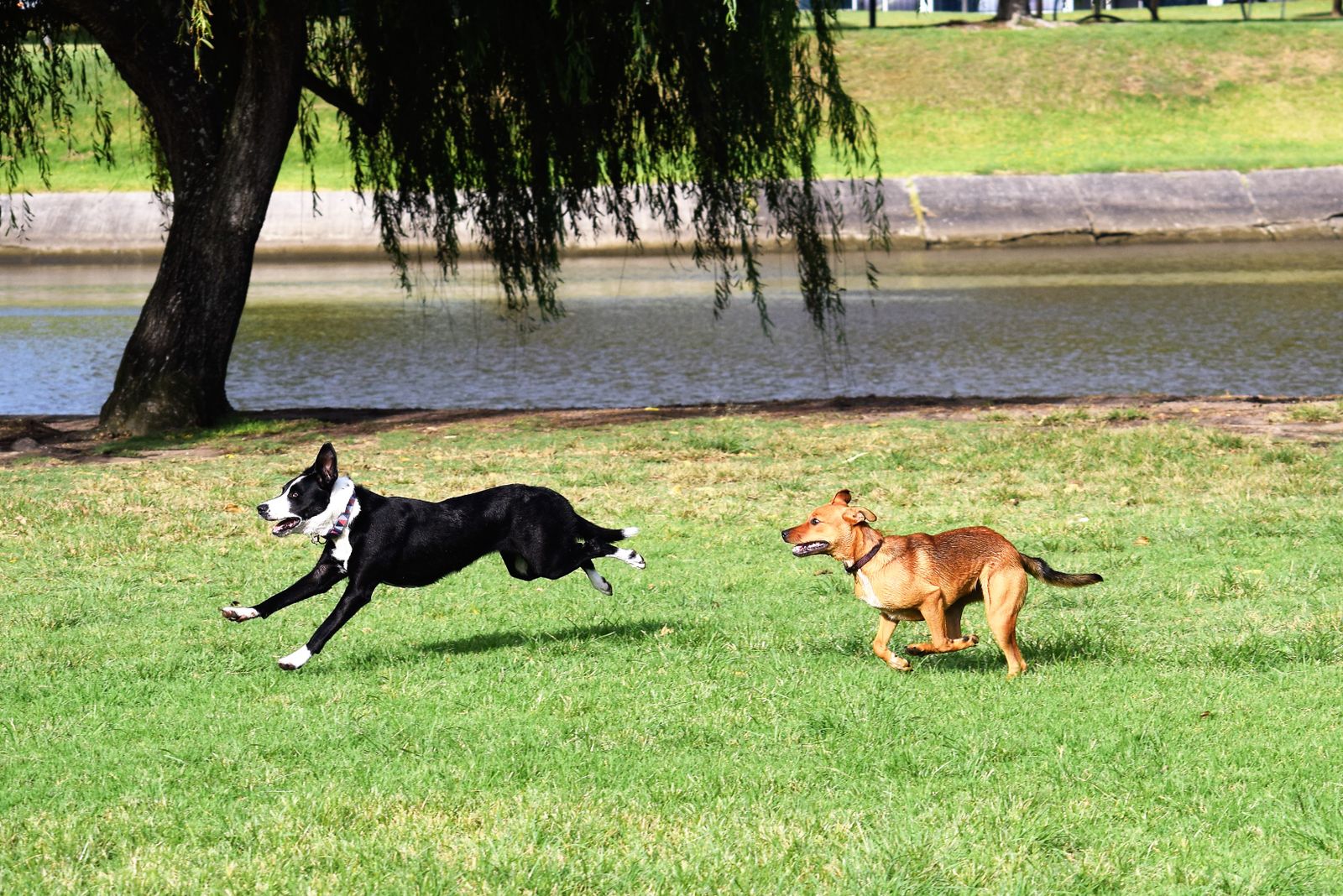 Dog enjoying off-leash play at a Buffalo Grove dog park