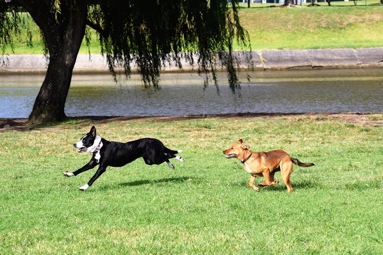 Dogs Running On Grass Field