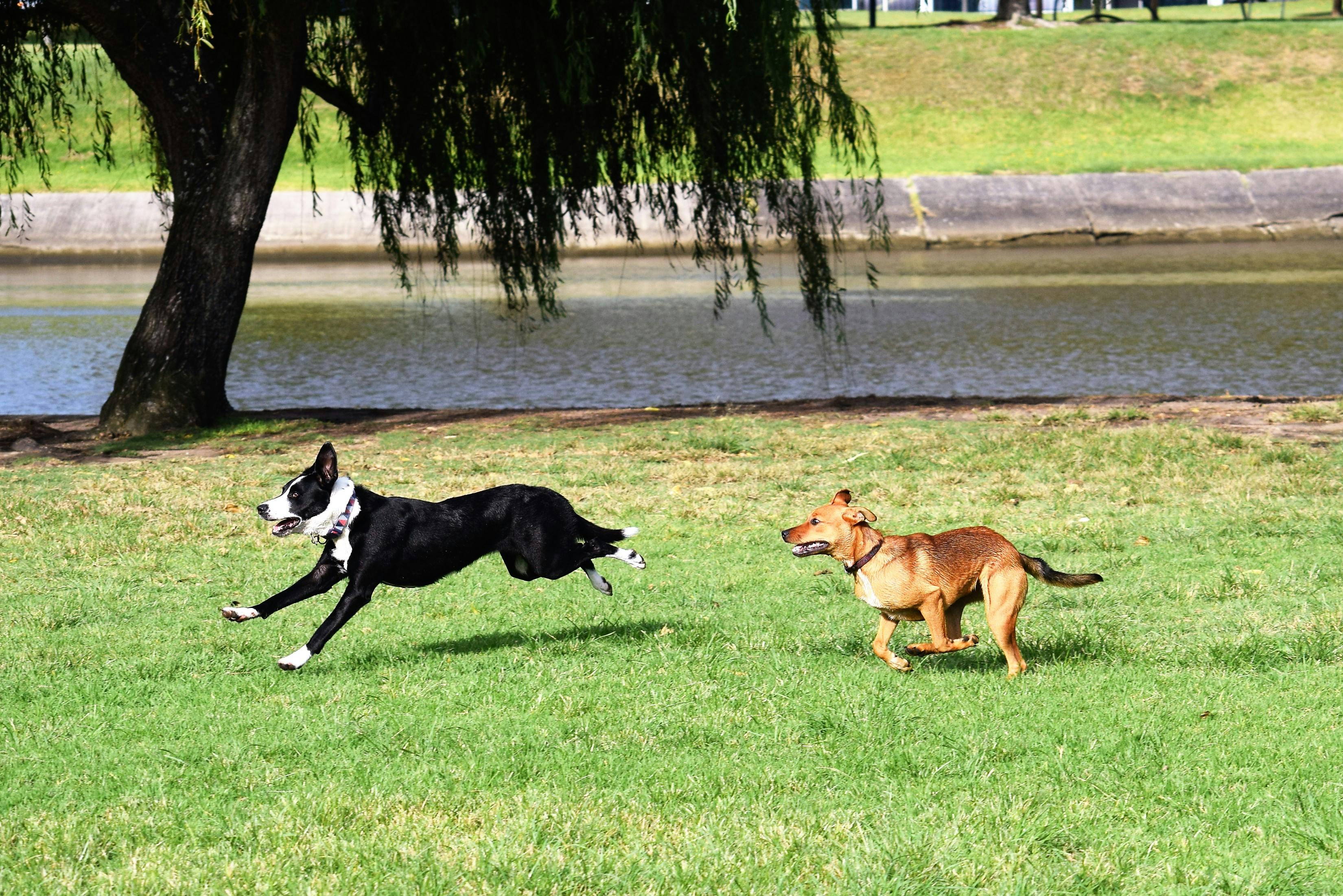 perros pequeños persiguiéndose unos a otros jugando en un césped verde de  verano 8196097 Foto de stock en Vecteezy