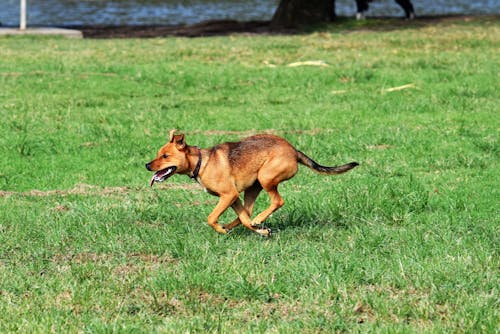 Free A Brown Dog Running on a Grassy Field Stock Photo