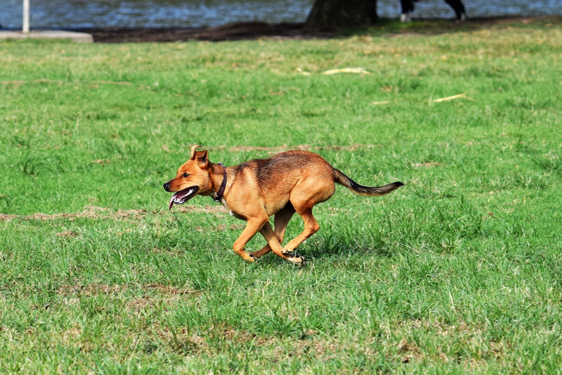 A Brown Dog Running on a Grassy Field