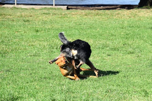 Free stock photo of australian, australian dog, chasing