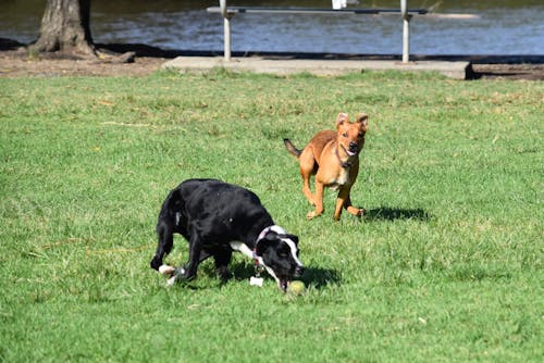 Free stock photo of australian, australian dog, chasing