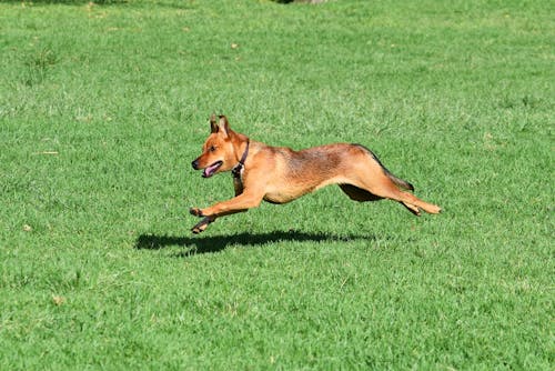 Free stock photo of australian, australian dog, chasing
