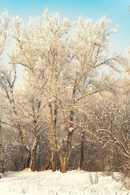 Free Icy tree branches under a clear blue sky in a serene winter landscape. Stock Photo